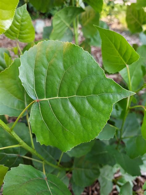 Spade Shaped Leaves Tree