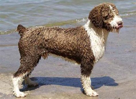 Spanish Water Dog Dogs Breed Information Omlet