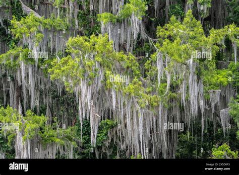 Spanish Moss Draped on Trees