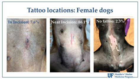 Spay Neuter Tattoo