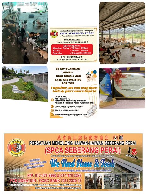SPCA Bukit Mertajam: Tempat Penyelamatan dan Perlindungan Haiwan Terbaik di Pulau Pinang