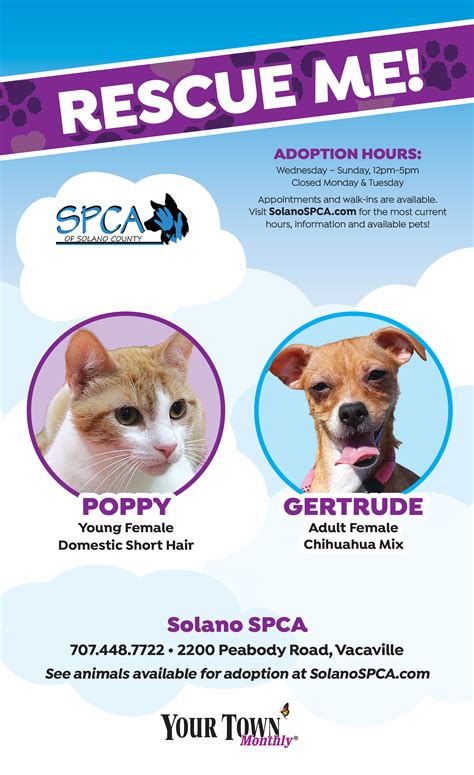 Spca Pet Adoption