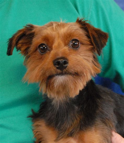 Spca Yorkies For Adoption