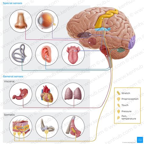Special Points to keep on in psyche