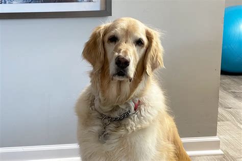 Specialized Activities for Senior Dogs