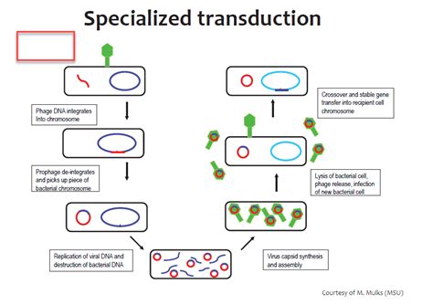 Specialized Transduction
