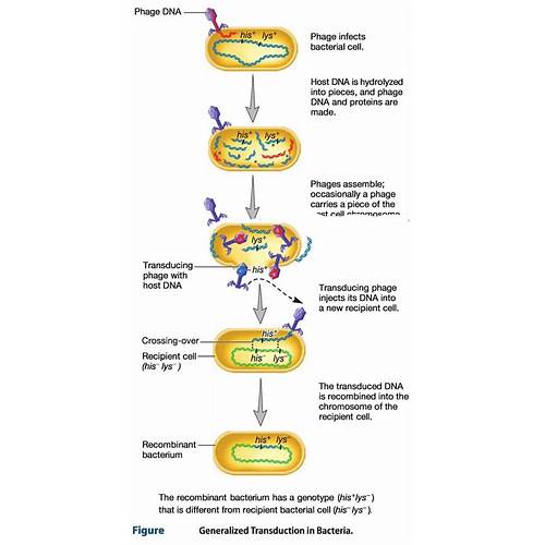 Specialized transduction in microbiology