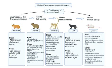 Species Differences in Animal Testing