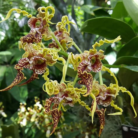 Spectabile Dendrobium