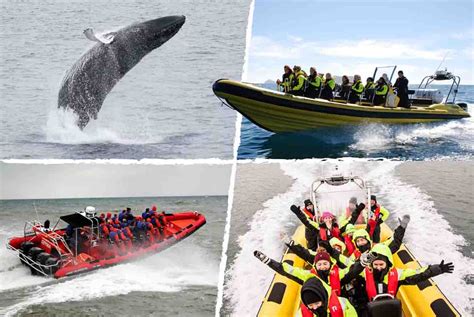 Speedboat Whale Watching