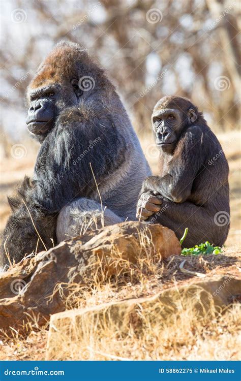 Spending Time with Gorillas