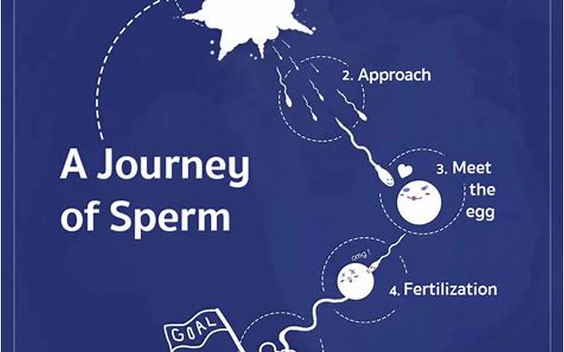 Sperm Journey