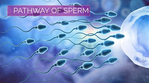 Fast and Furious: Sperm Travels Up to 20mph!
