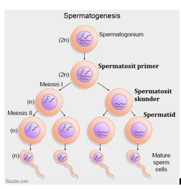 Spermatosit Sekunder Adalah