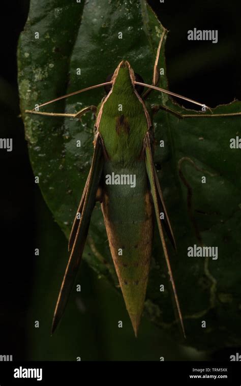 03:00 AM - Giant Sphinx Moths Pollinate the Night Blooms