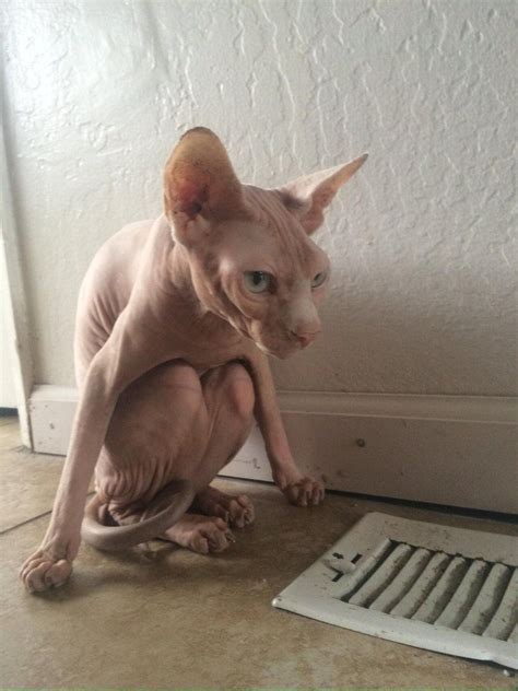 Sphynx Cat Funny