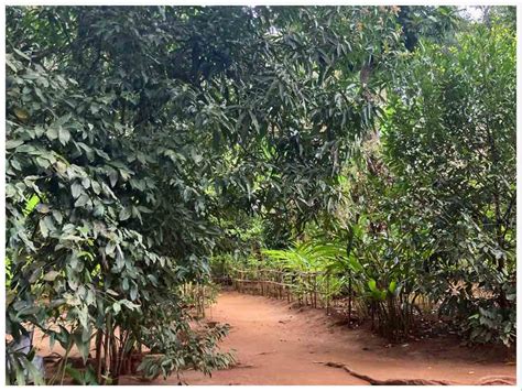 Spice Farm Zanzibar Tour