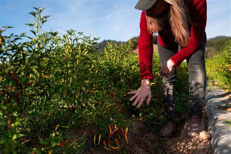 Spices on a Farm