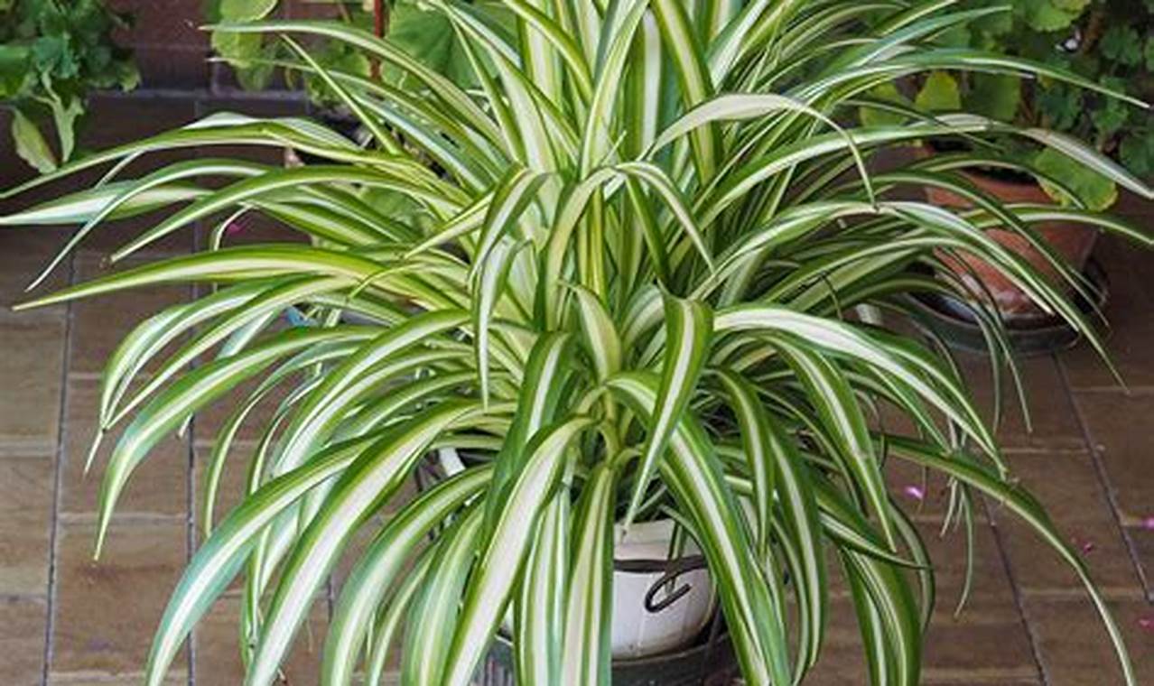 Spider Plants For Sale