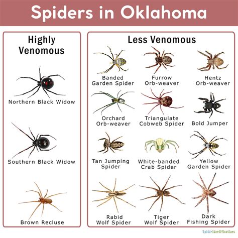 Spider Identification Chart Oklahoma