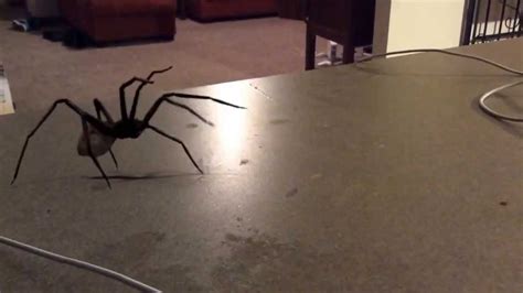 Spider Jump Scare