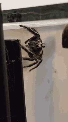 Spider Jump Scare Gif