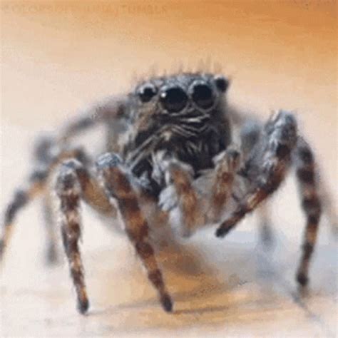 Spider Jumping At Screen Gif