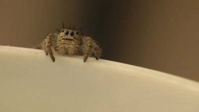 Spider Jumping At You Gif