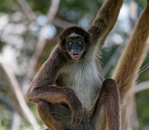 Spider Monkey Image