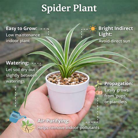 Spider Plant Air Filter: The Natural Way To Cleanse Your Indoor Air