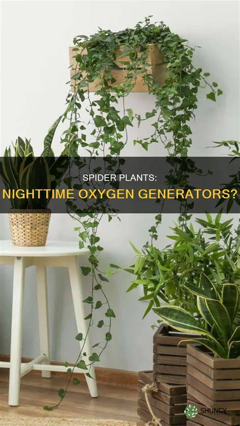Spider Plant Oxygen At Night: The Ultimate Guide