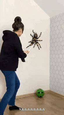 Spider Scare Gif
