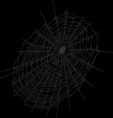 Spider Web Image