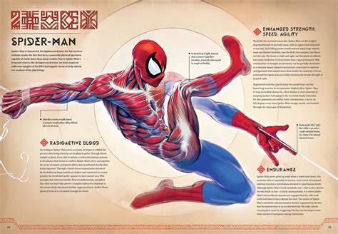Drawing Spiderman Muscular Structure