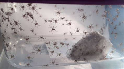 Arachnids Unleashed: The Curious Case of Spiders Erupting from Human Skin