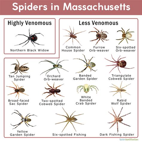 Spiders In Massachusetts Chart