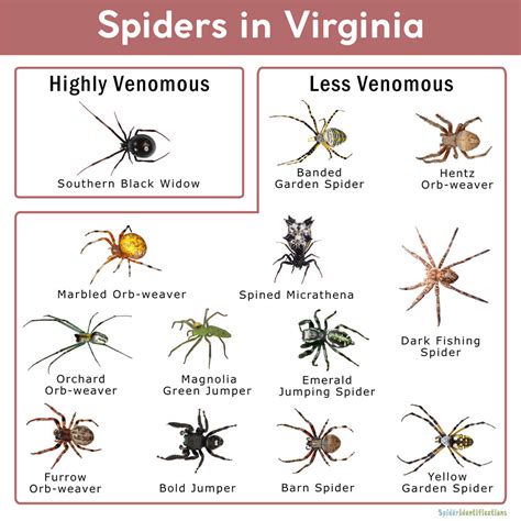 Spiders In Virginia Identification Chart