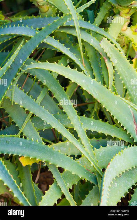 Spiked Cactus