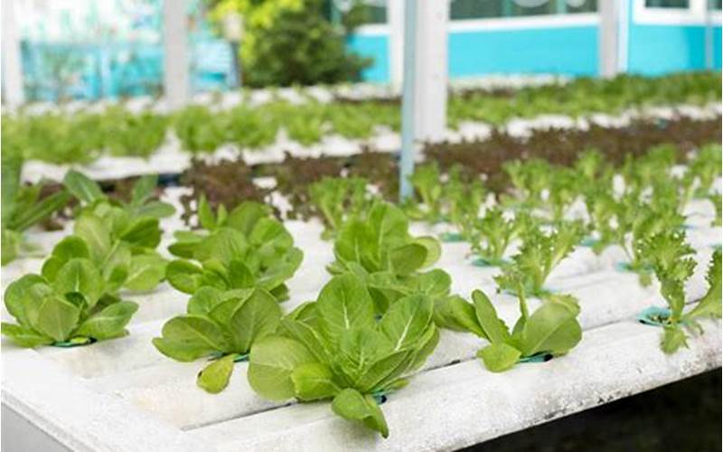 can spinach be grow with aquaponics