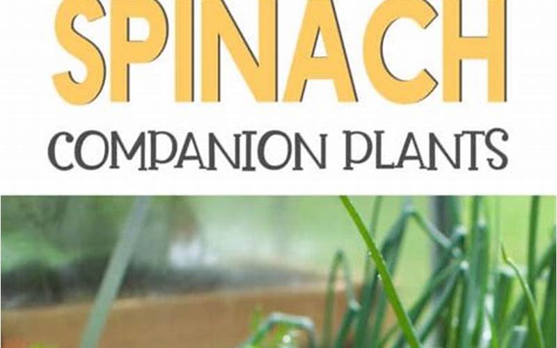 Spinach Companion Plants