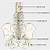 Spinal Cord Anatomy Cauda Equina