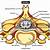 Spinal Cord Anatomy Cross Section Blank