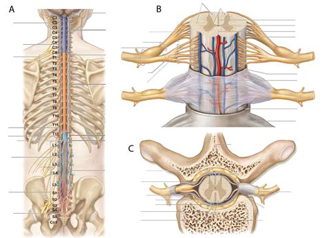 PPT The Spinal Cord, Nerves and Reflexes PowerPoint