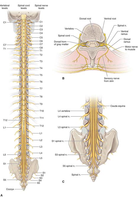 Spinal Cord Segment with Spinal Nerve Structures Diagram