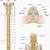 Spinal Cord Nerves Diagram