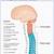 Spinal Cord Nerves Function
