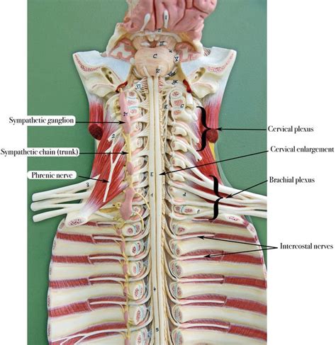 12389 / Plastic Human Thoracic Spinal Cord Spinal Nerve