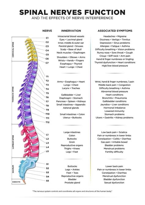 Spinal Chart With Nerves