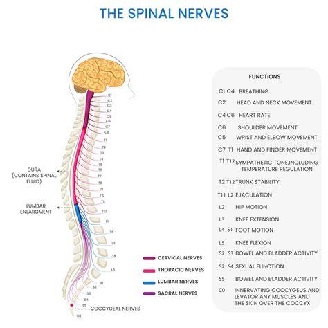 Spinal Cord: Function, Disorders & Relief Options.