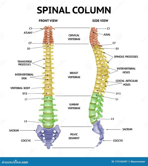 Spinal Vertebrae Chart